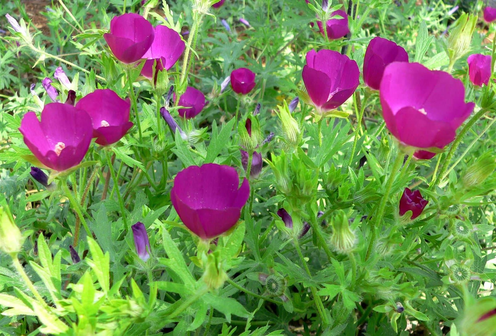 Callirhoe involucrata (Nutt. ex Torr. & A.Gray) A.Gray