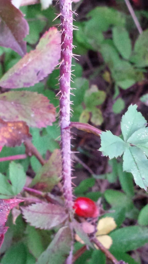 Rosa acicularis Lindl.