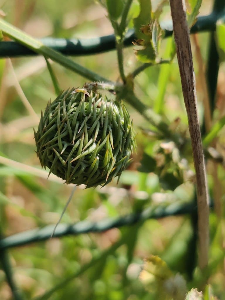 Medicago intertexta (L.) Mill.