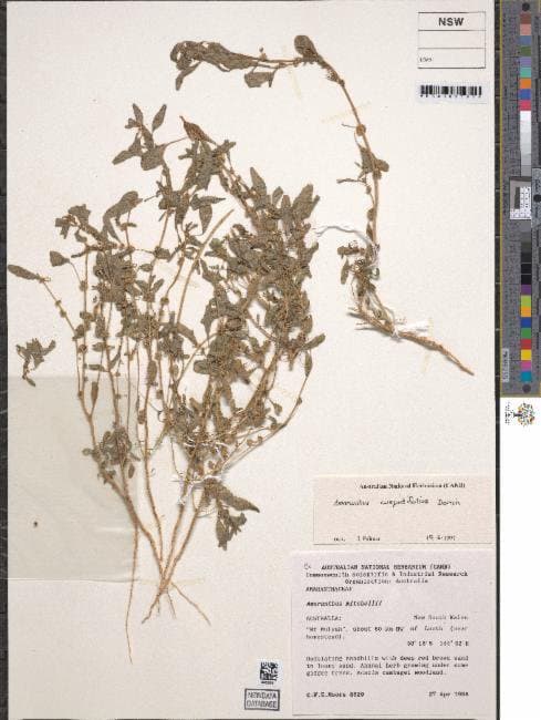 Amaranthus cuspidifolius Domin