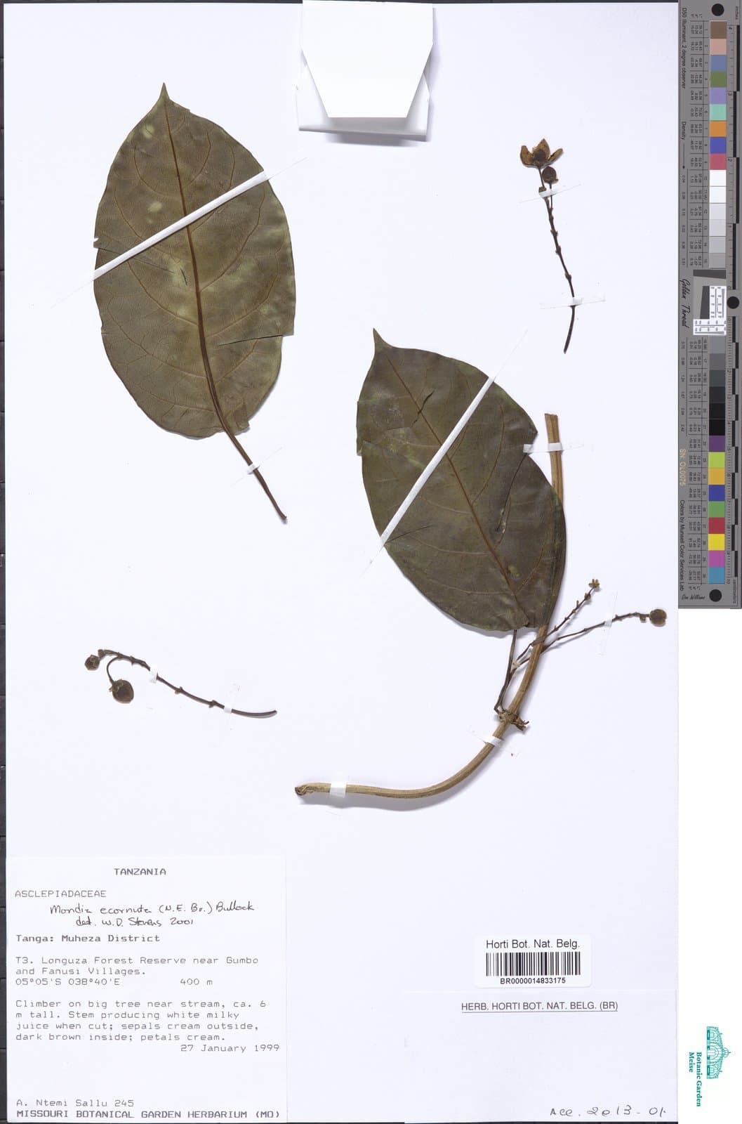 Mondia ecornuta (N.E.Br.) Bullock