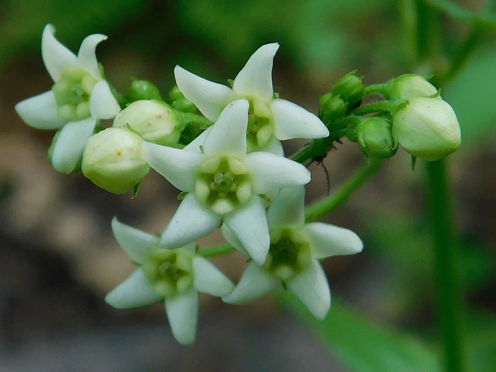 Vincetoxicum hirundinaria Medik.