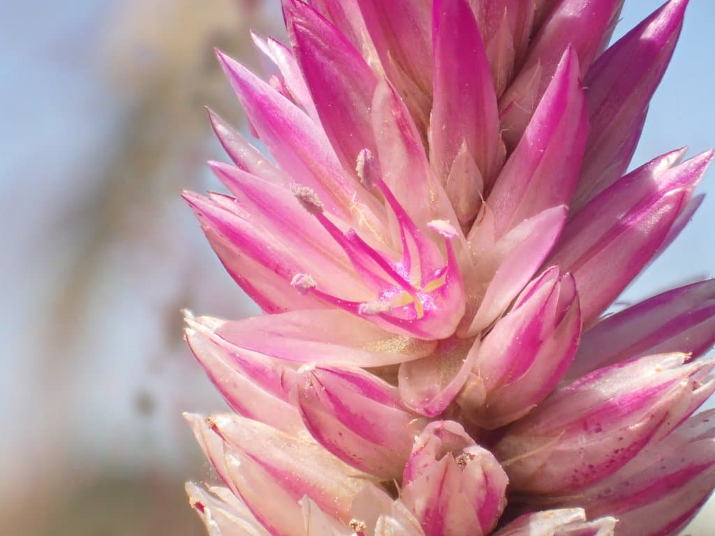 Celosia argentea L.