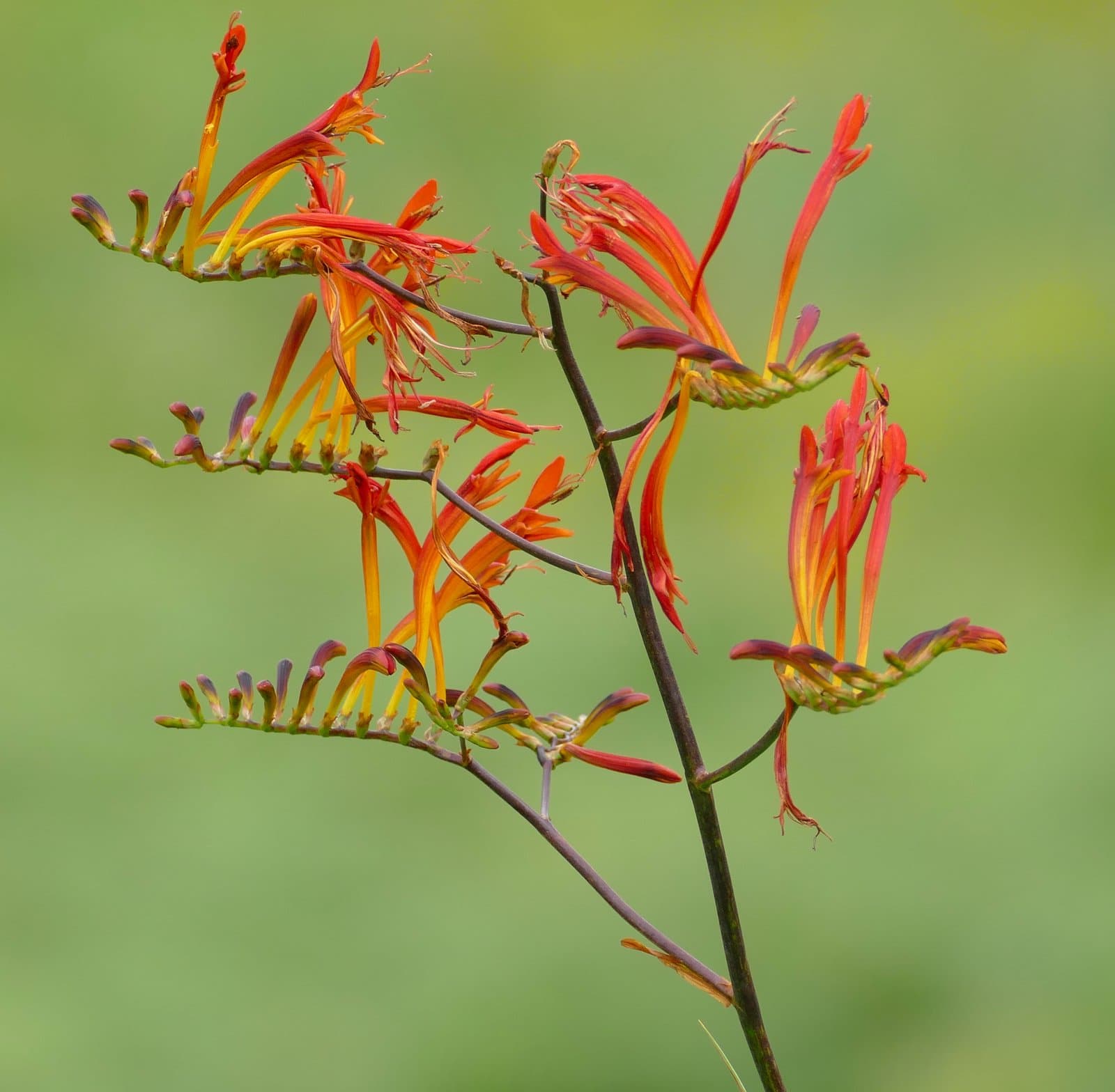 Crocosmia paniculata (Klatt) Goldblatt