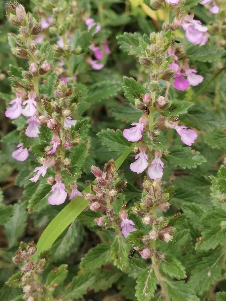 Teucrium chamaedrys L.