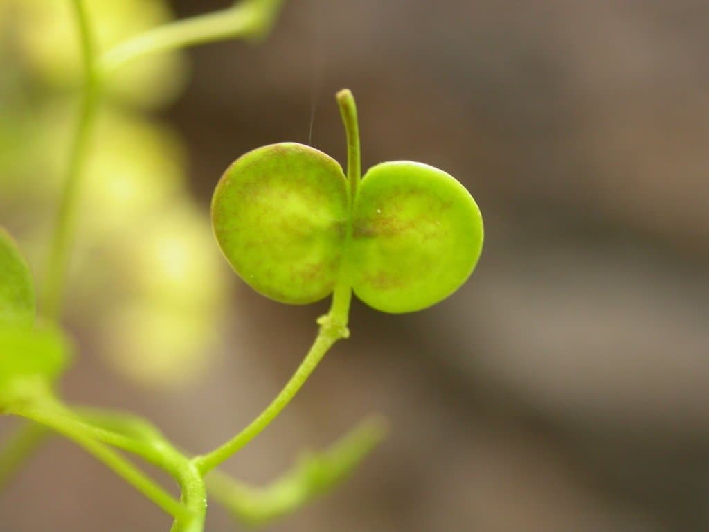 Biscutella laevigata L.