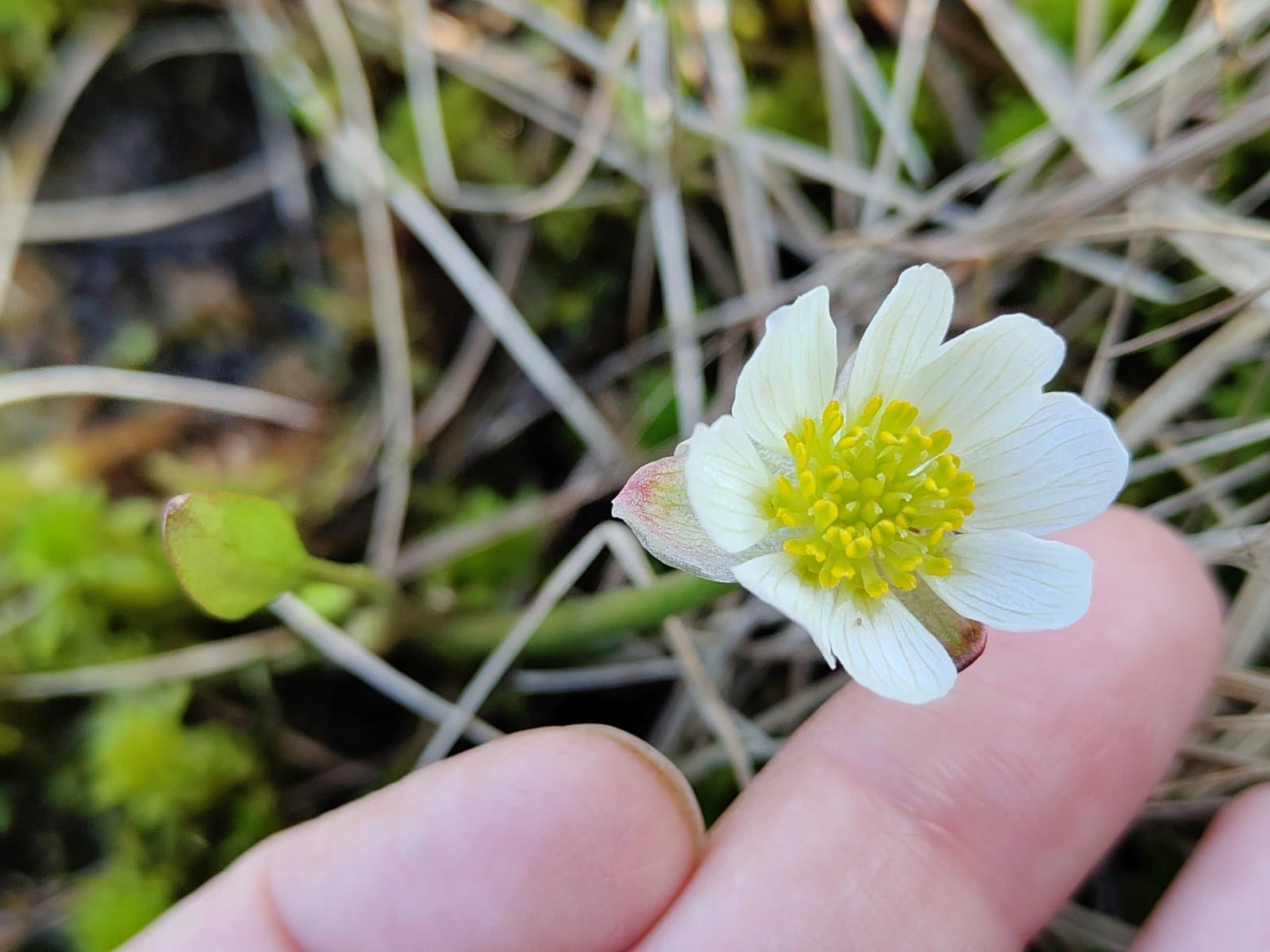 Coptidium pallasii (Schltdl.) Á.Löve & D.Löve