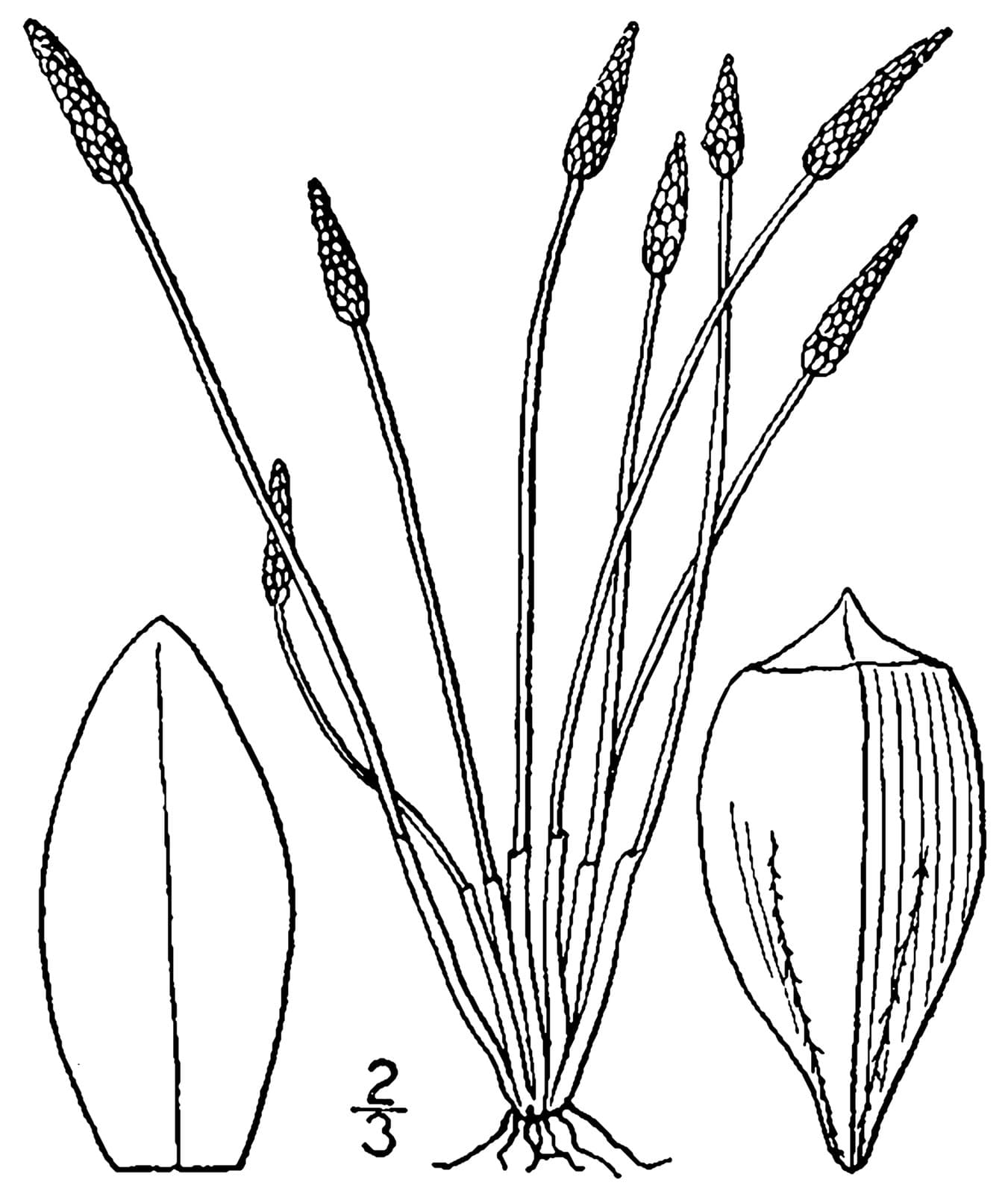 Eleocharis engelmannii Steud.