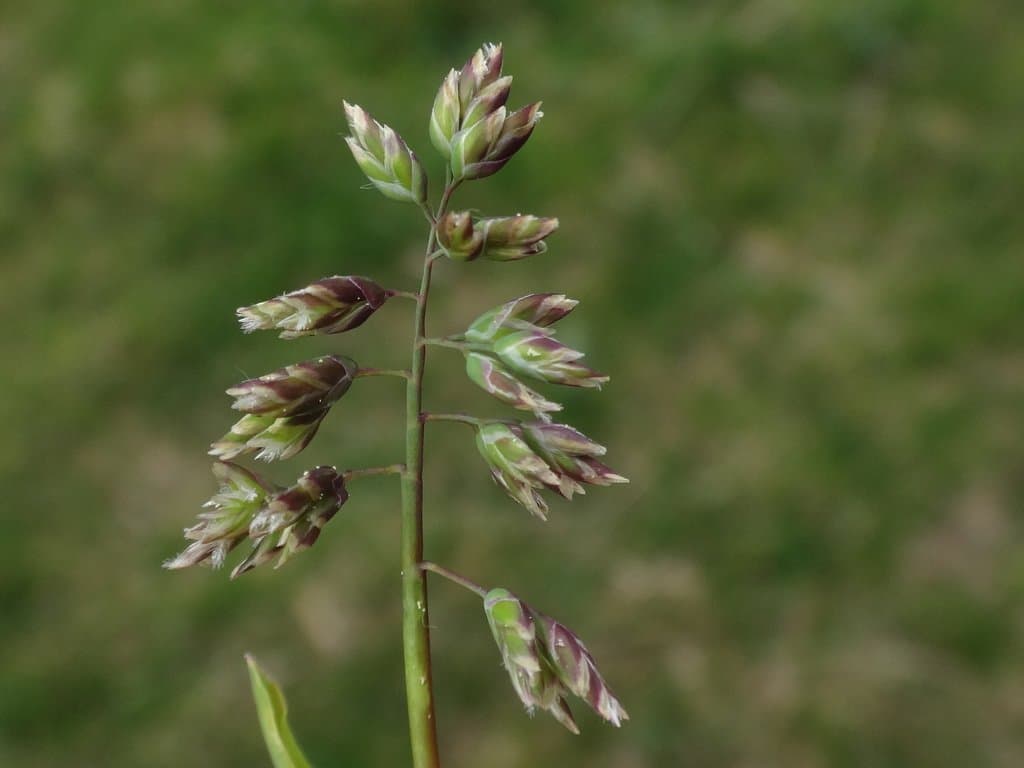 Poa supina Schrad.