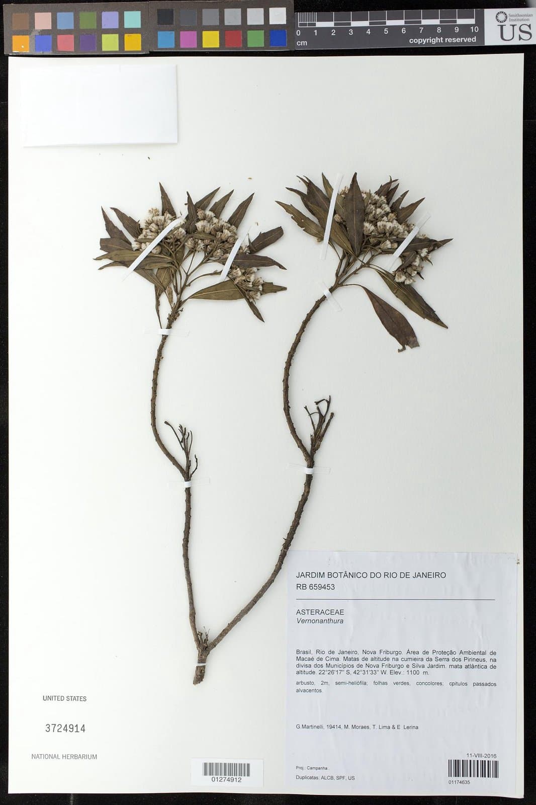Lepidaploa macahensis (Glaz. ex Barroso) H.Rob.