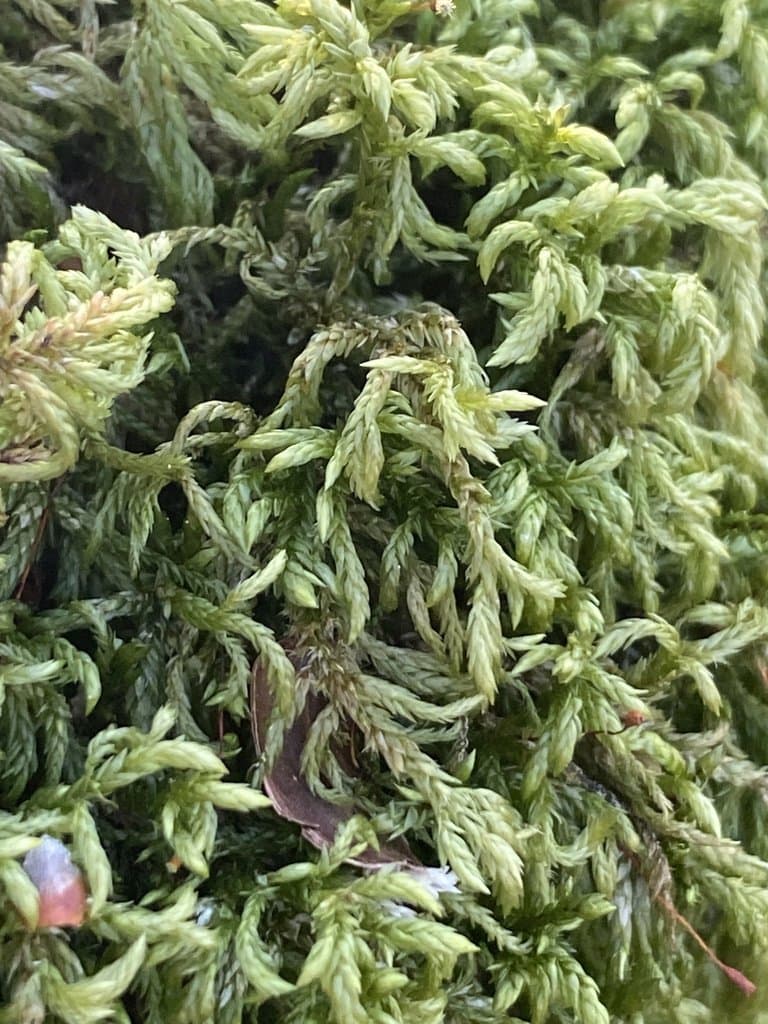 Isothecium alopecuroides (Lam. ex Dubois) Isov.