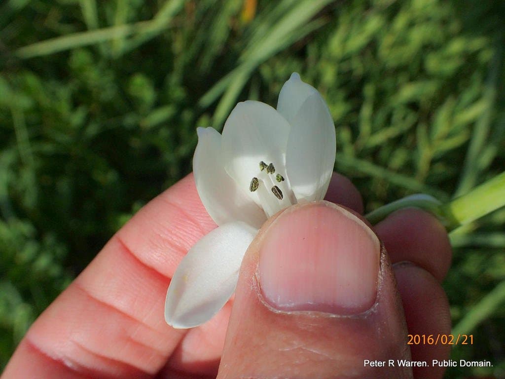 Ornithogalum candicans (Baker) J.C.Manning & Goldblatt