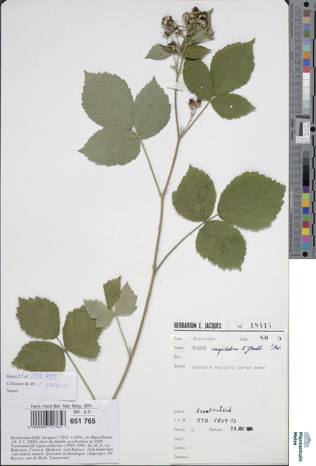 Rubus cuspidatus P.J.Müll.
