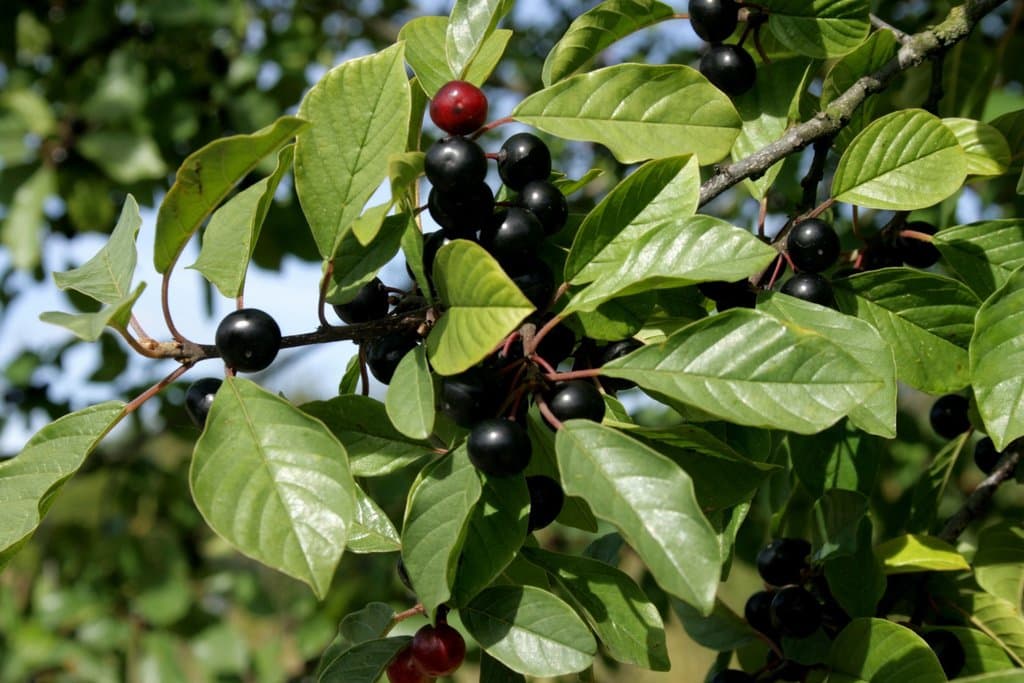Frangula alnus Mill.