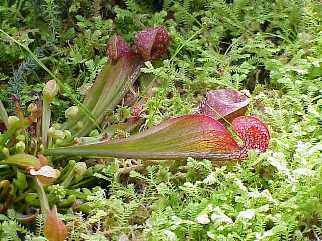 Sarracenia psittacina Michx.