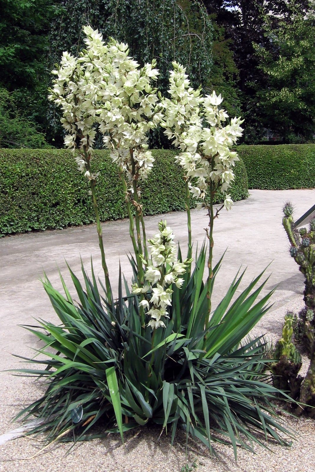 Yucca flaccida Haw.