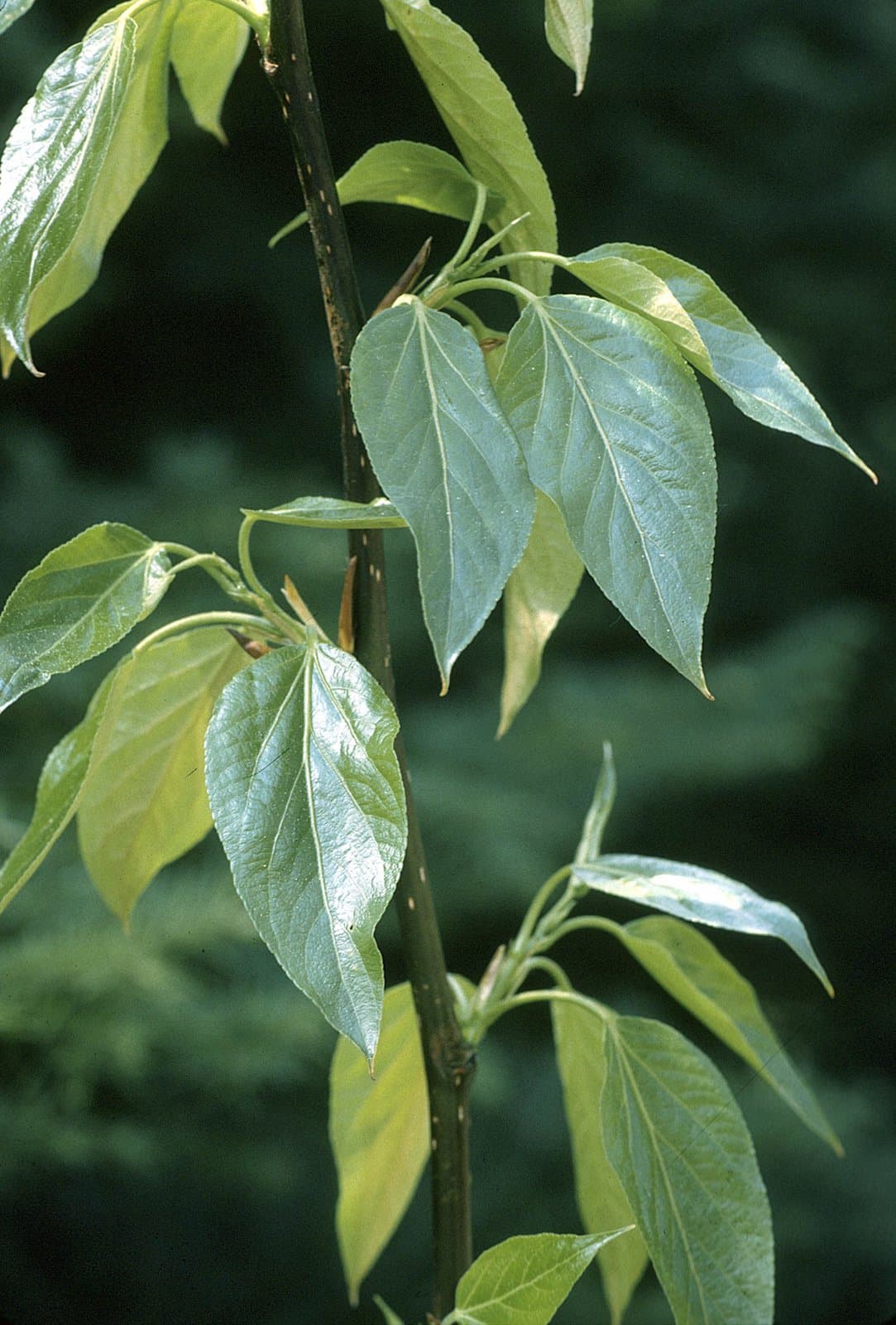 Populus balsamifera L.