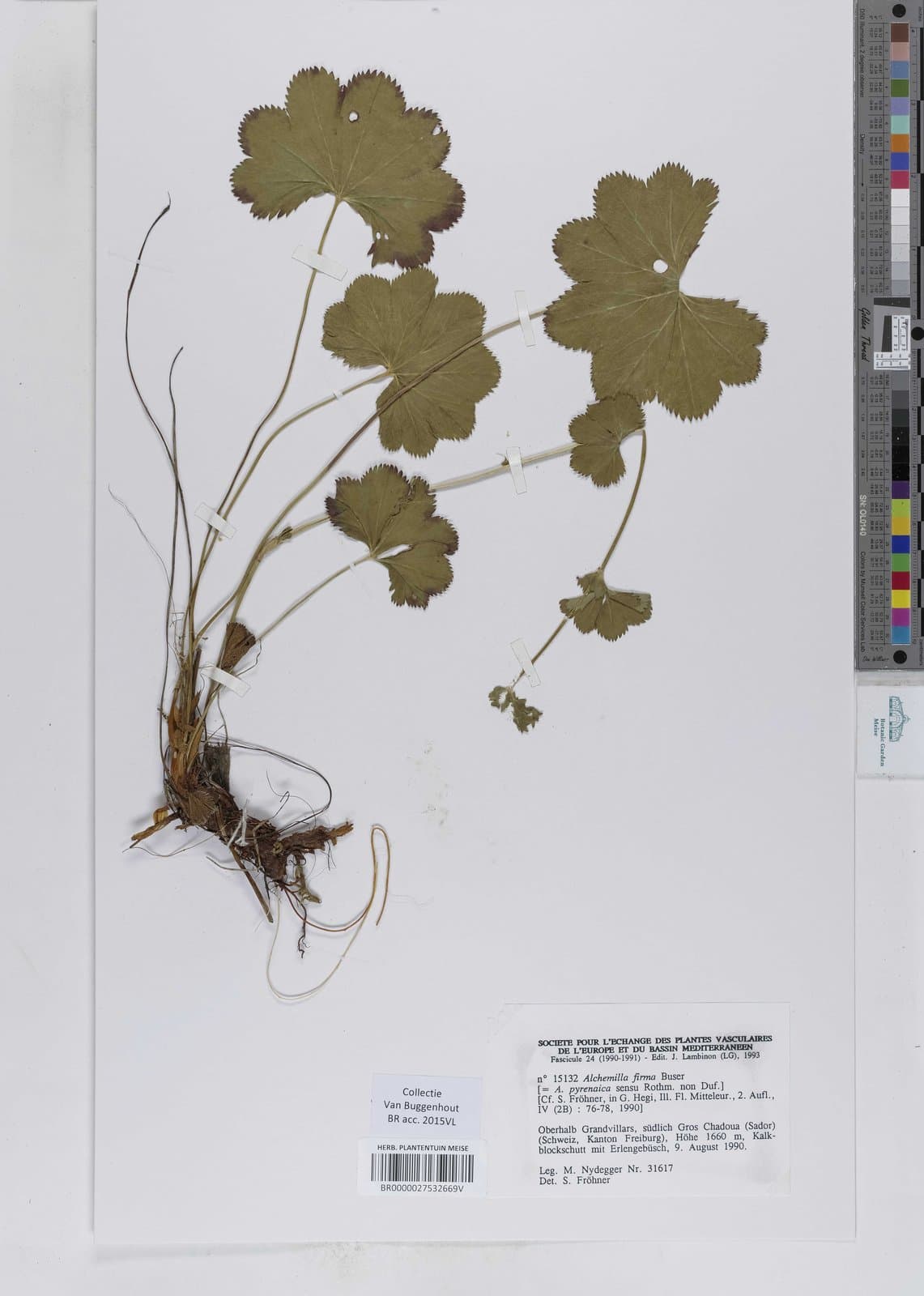 Alchemilla firma Buser