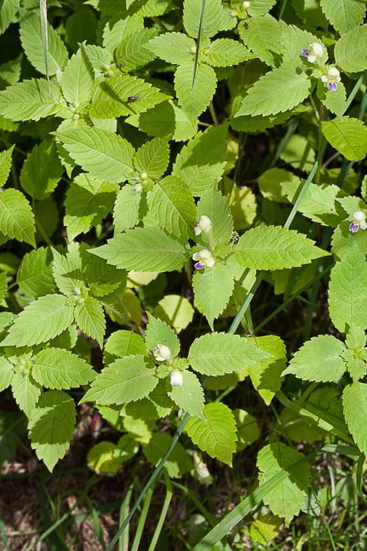 Galeopsis speciosa Mill.