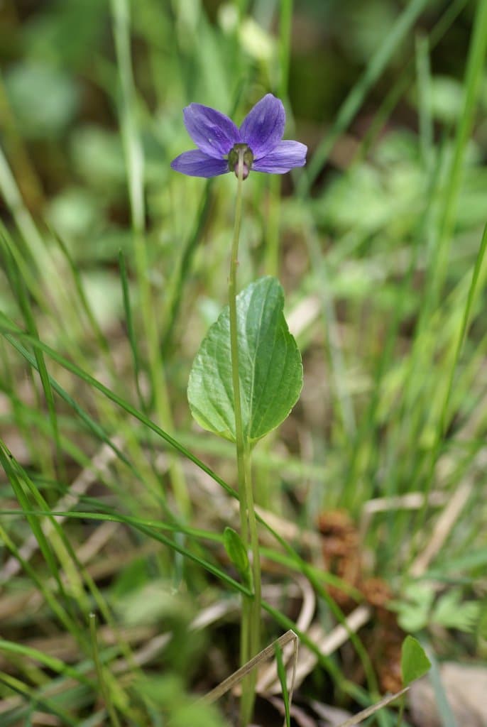 Viola uliginosa Besser