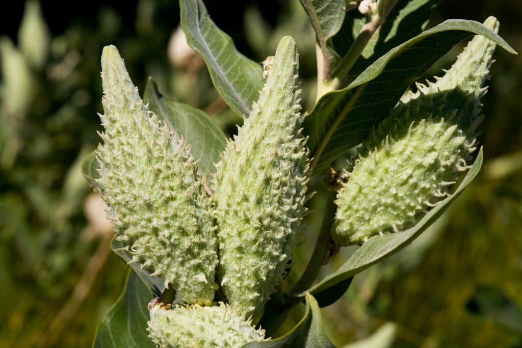 Asclepias speciosa Torr.