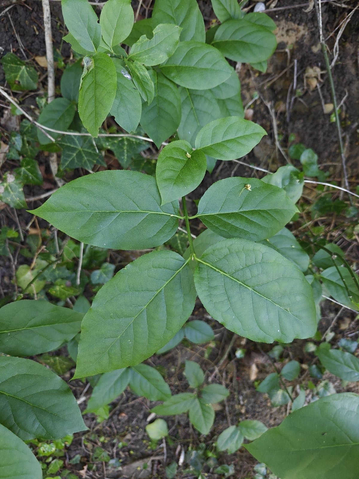 Euonymus latifolius (L.) Mill.
