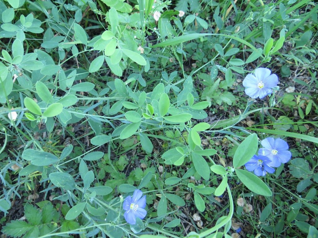 Linum perenne L.