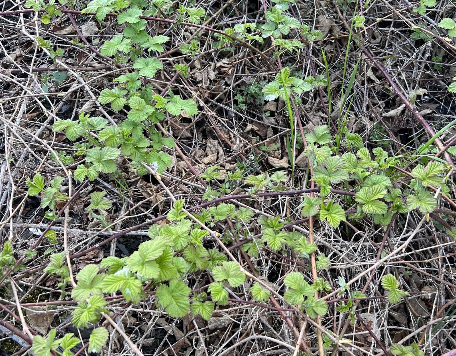 Rubus wahlbergii Arrh.