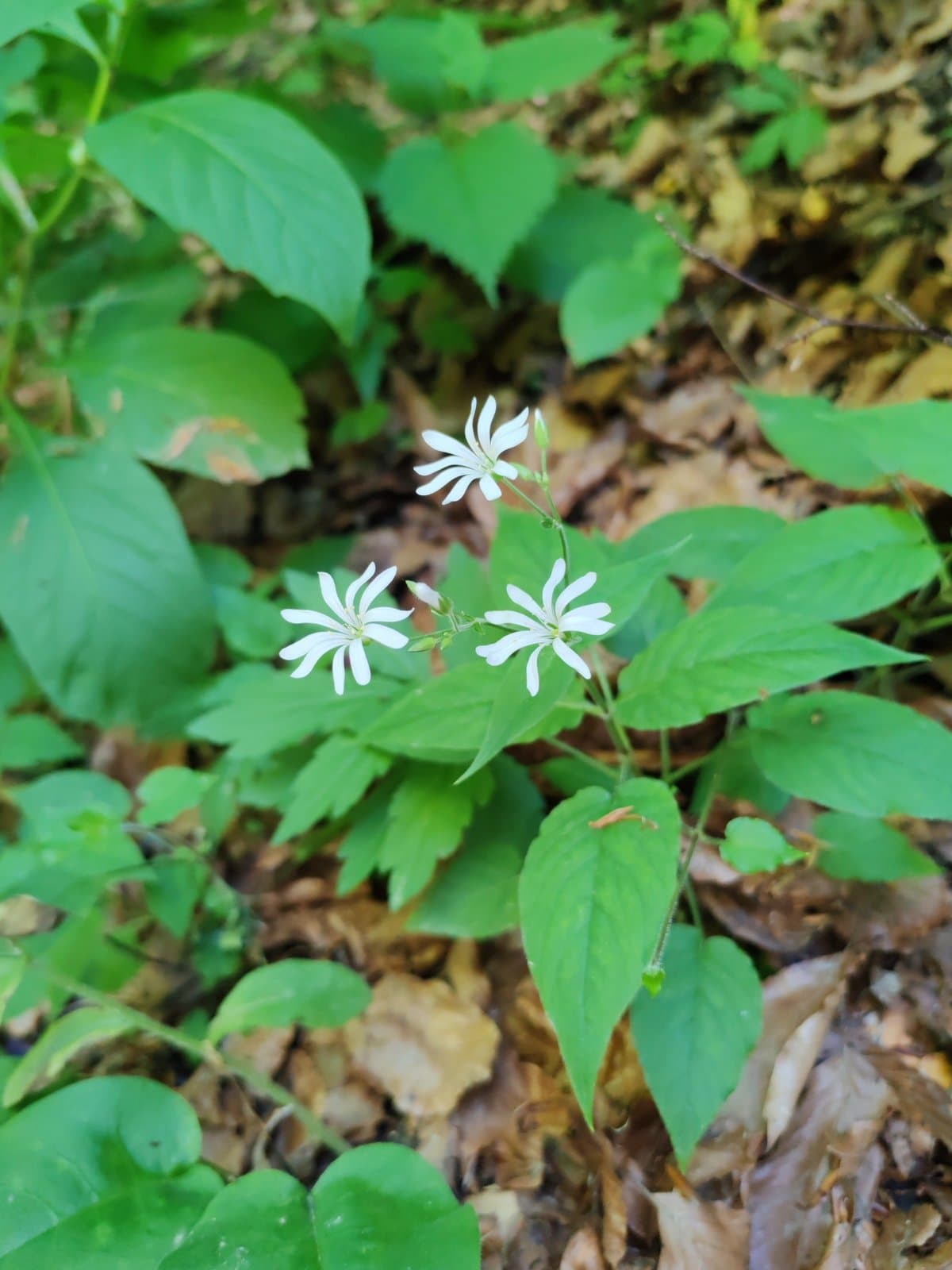 Stellaria glochidisperma (Murb.) Freyn