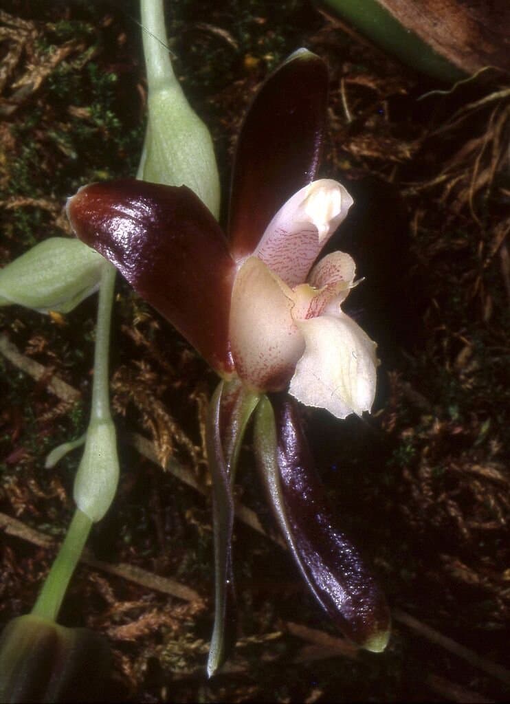 Batemannia colleyi Lindl.