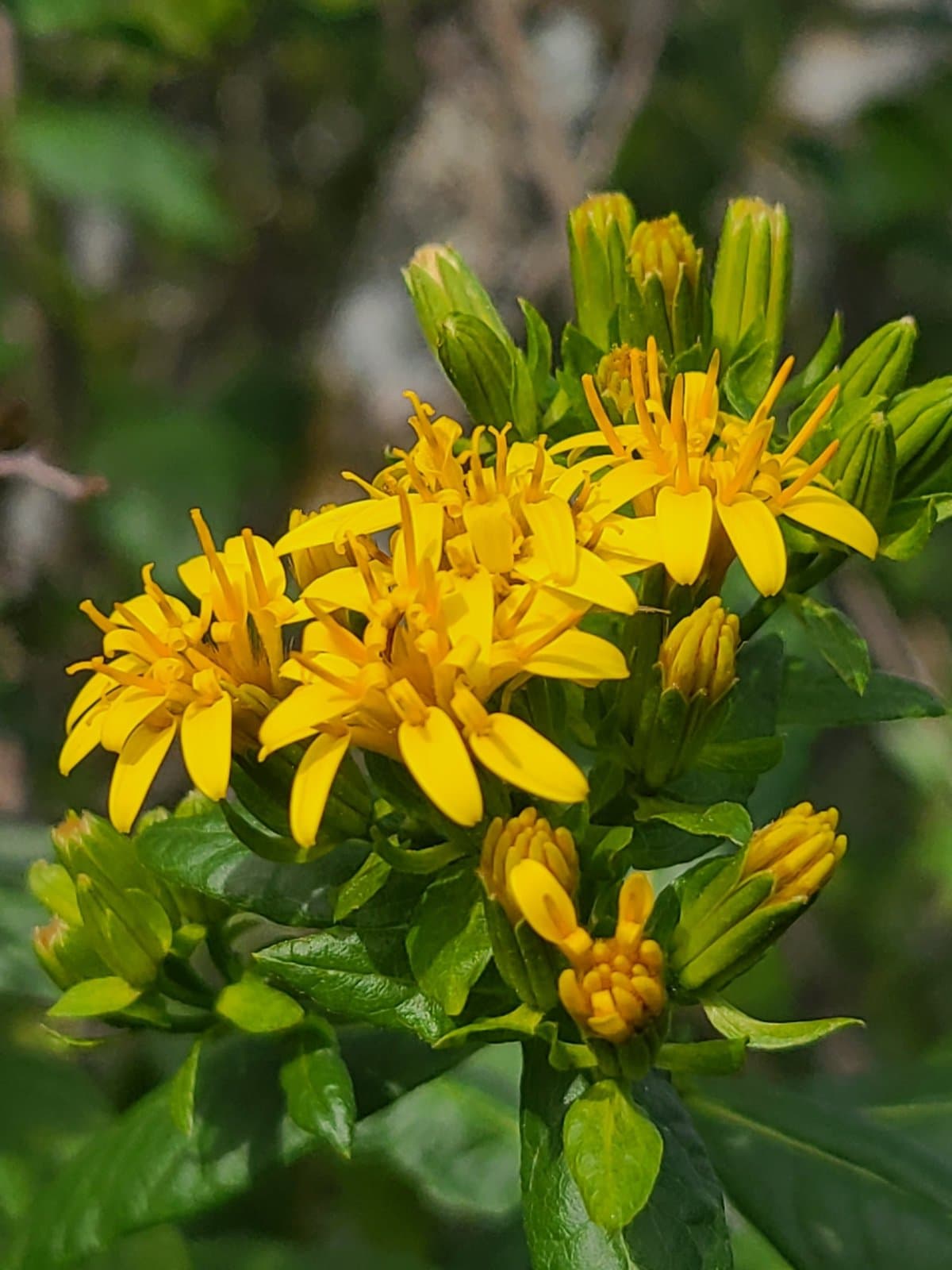 Trixis inula Crantz