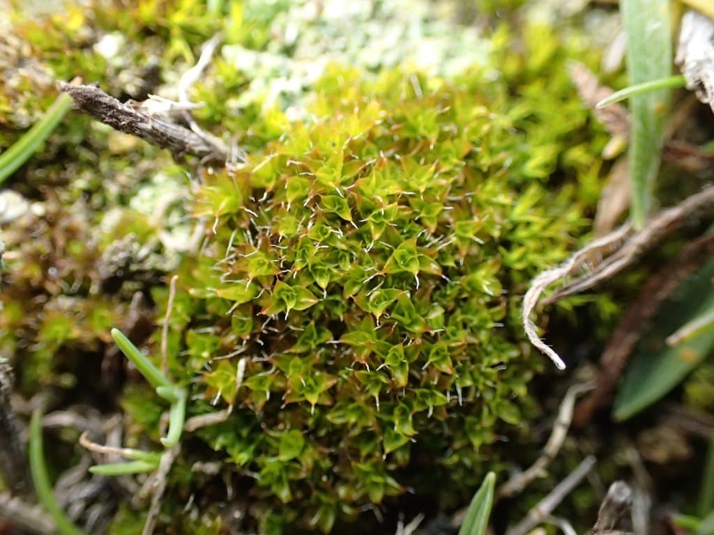 Syntrichia calcicola J.J.Amann