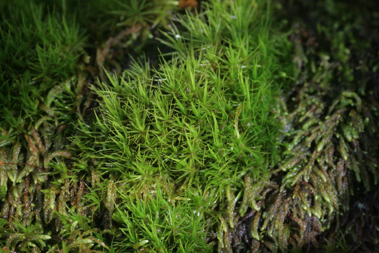 Dicranum viride (Sull. & Lesq.) Lindb.