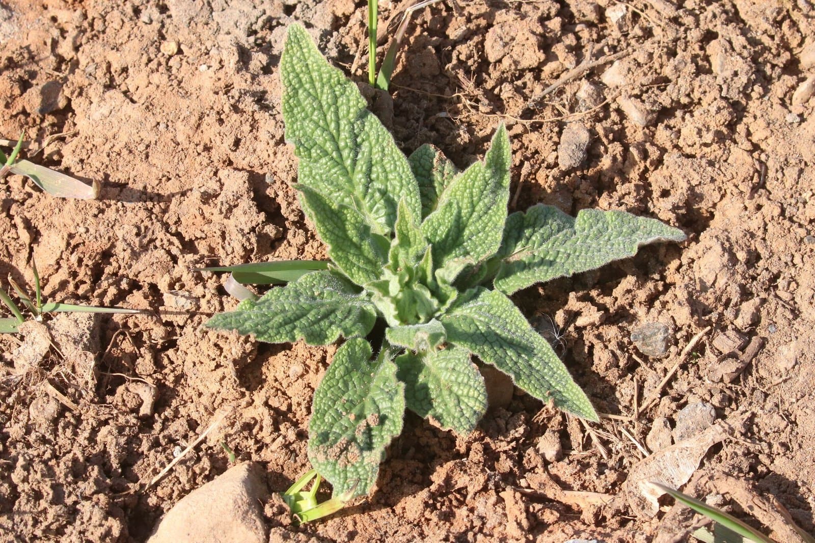 Symphytum caucasicum M.Bieb.