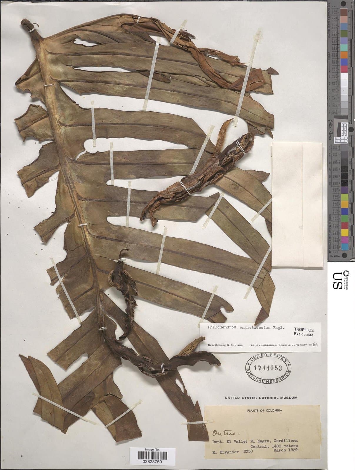 Philodendron angustisectum Engl.