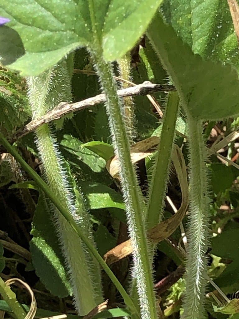 Viola hirta L.