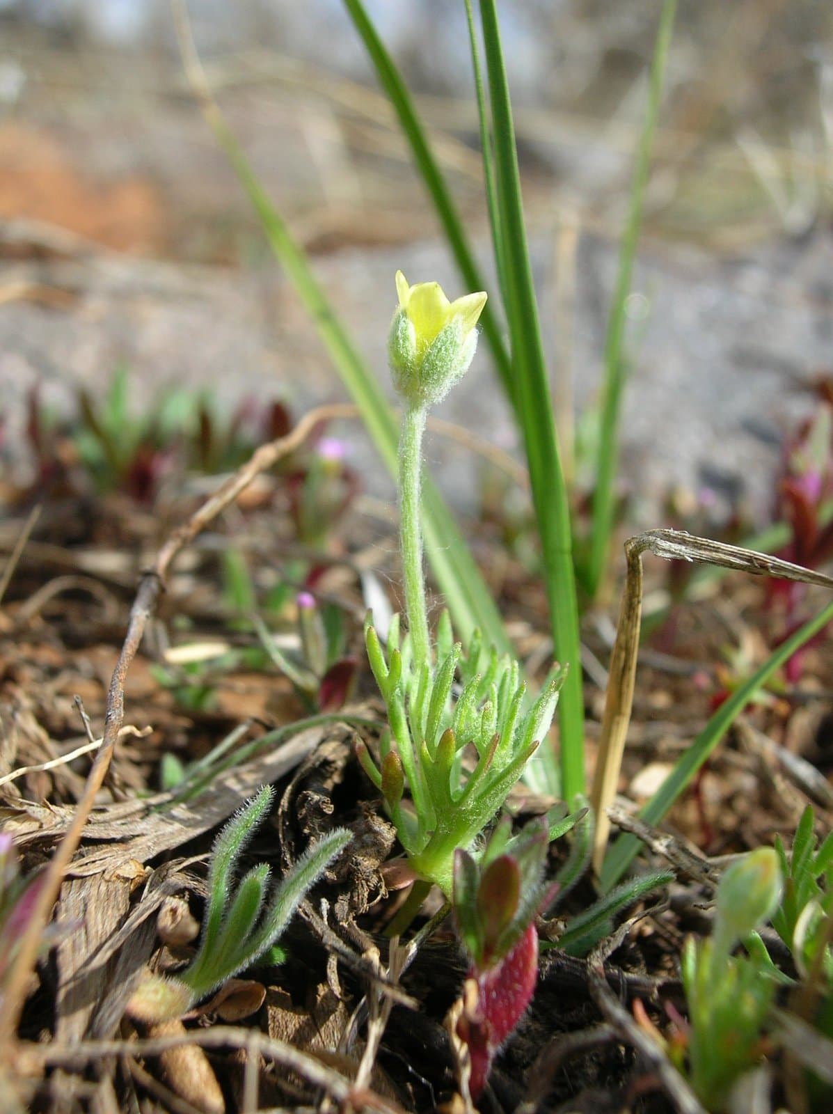 Ceratocephalus testiculatus (Crantz) Roth