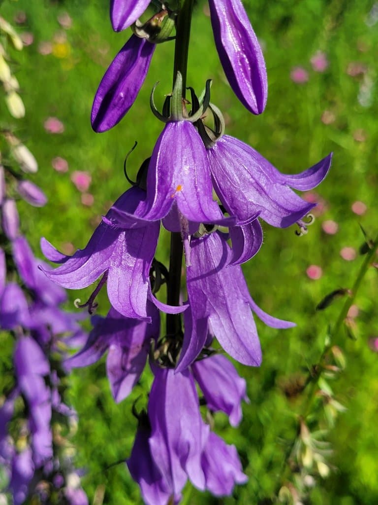 Campanula rapunculoides L.