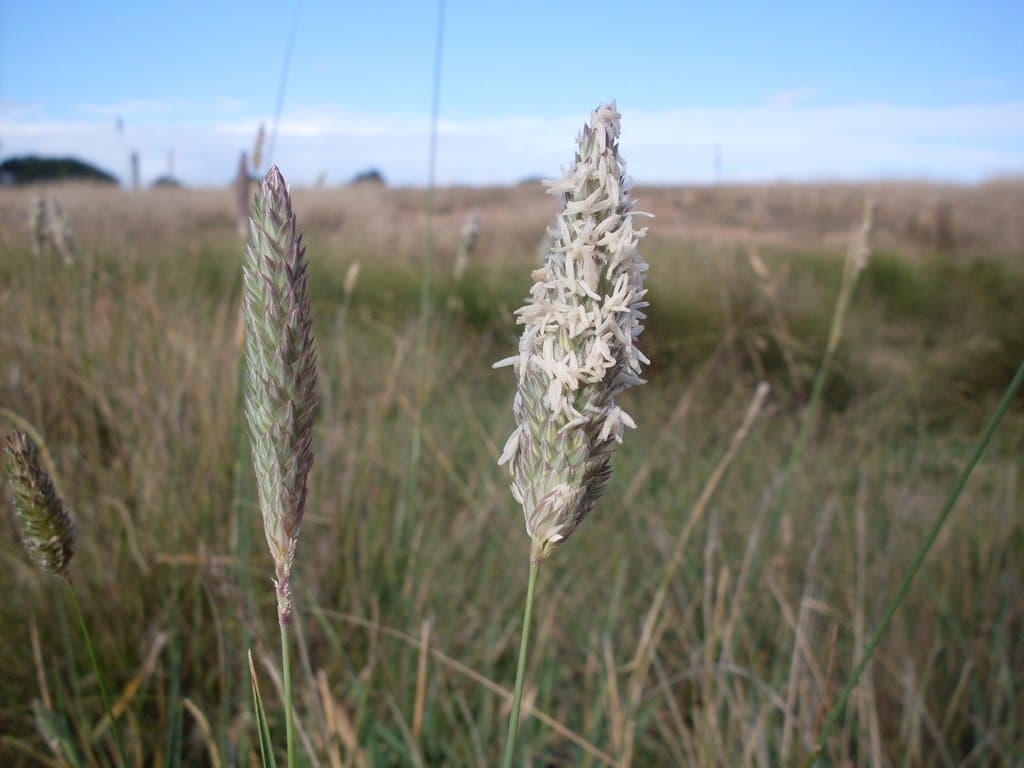 Phalaris aquatica L.