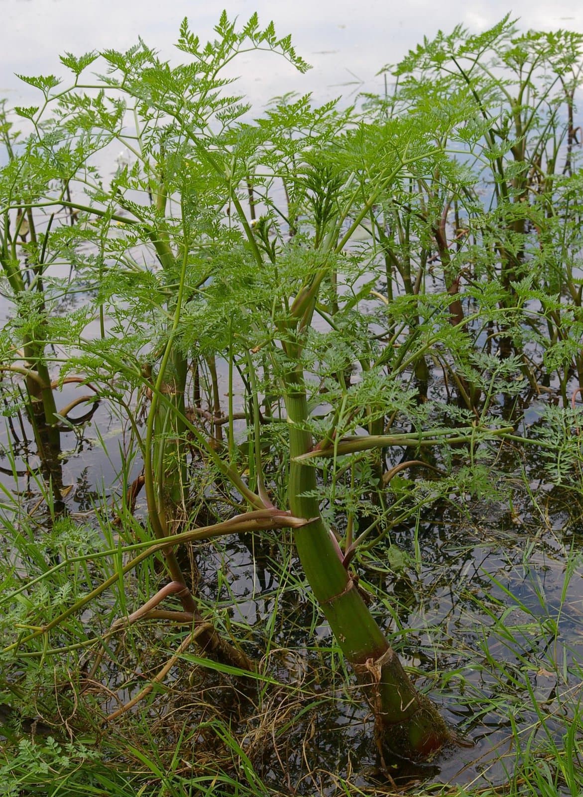 Oenanthe aquatica (L.) Poir.