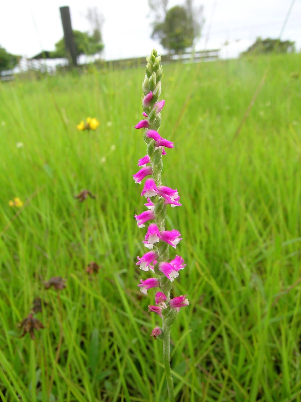 Spiranthes australis (R.Br.) Lindl.