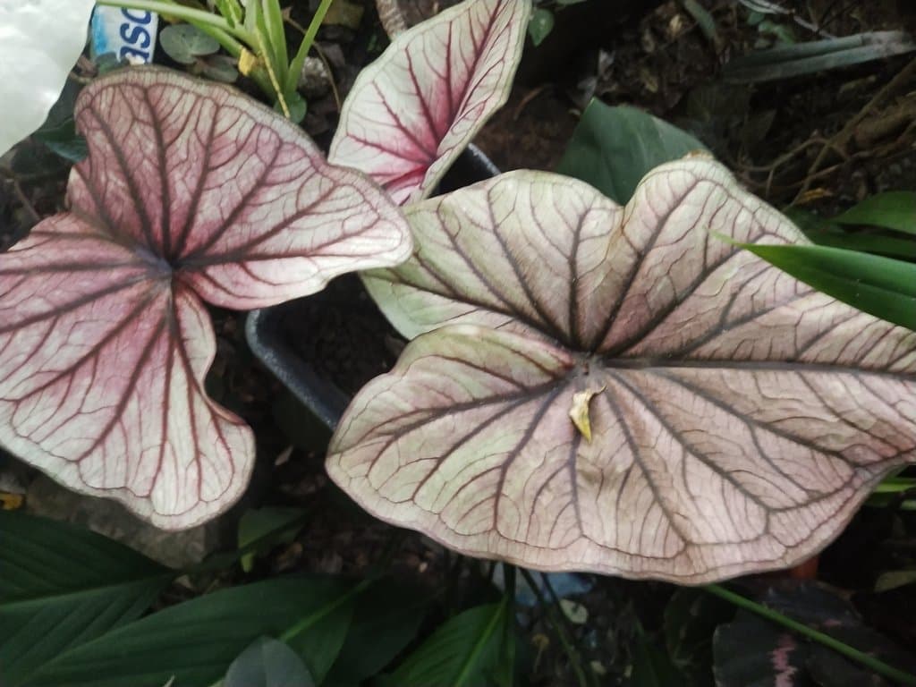 Caladium bicolor (Aiton) Vent.