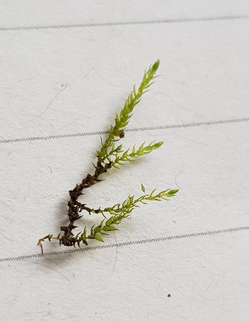 Hygroamblystegium fluviatile (Hedw.) Loeske