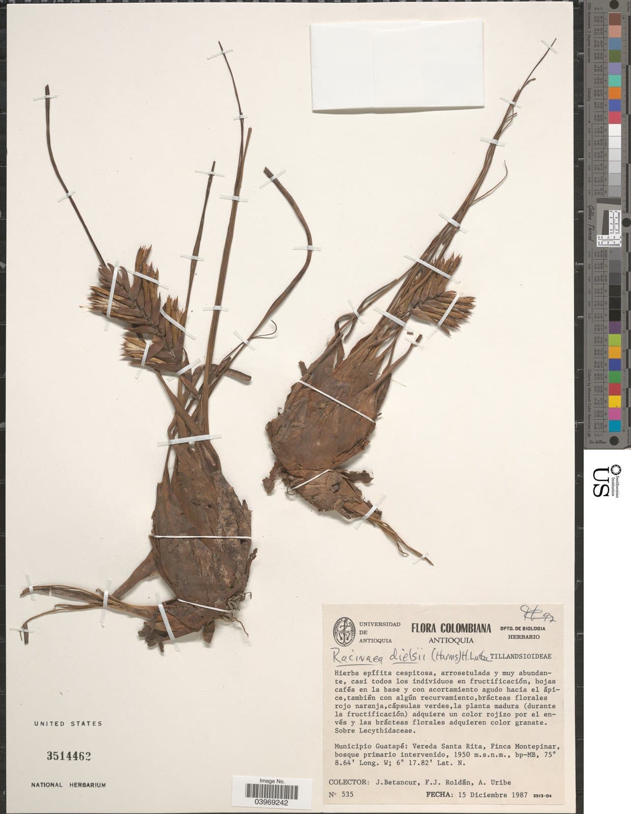 Racinaea dielsii (Harms) H.Luther