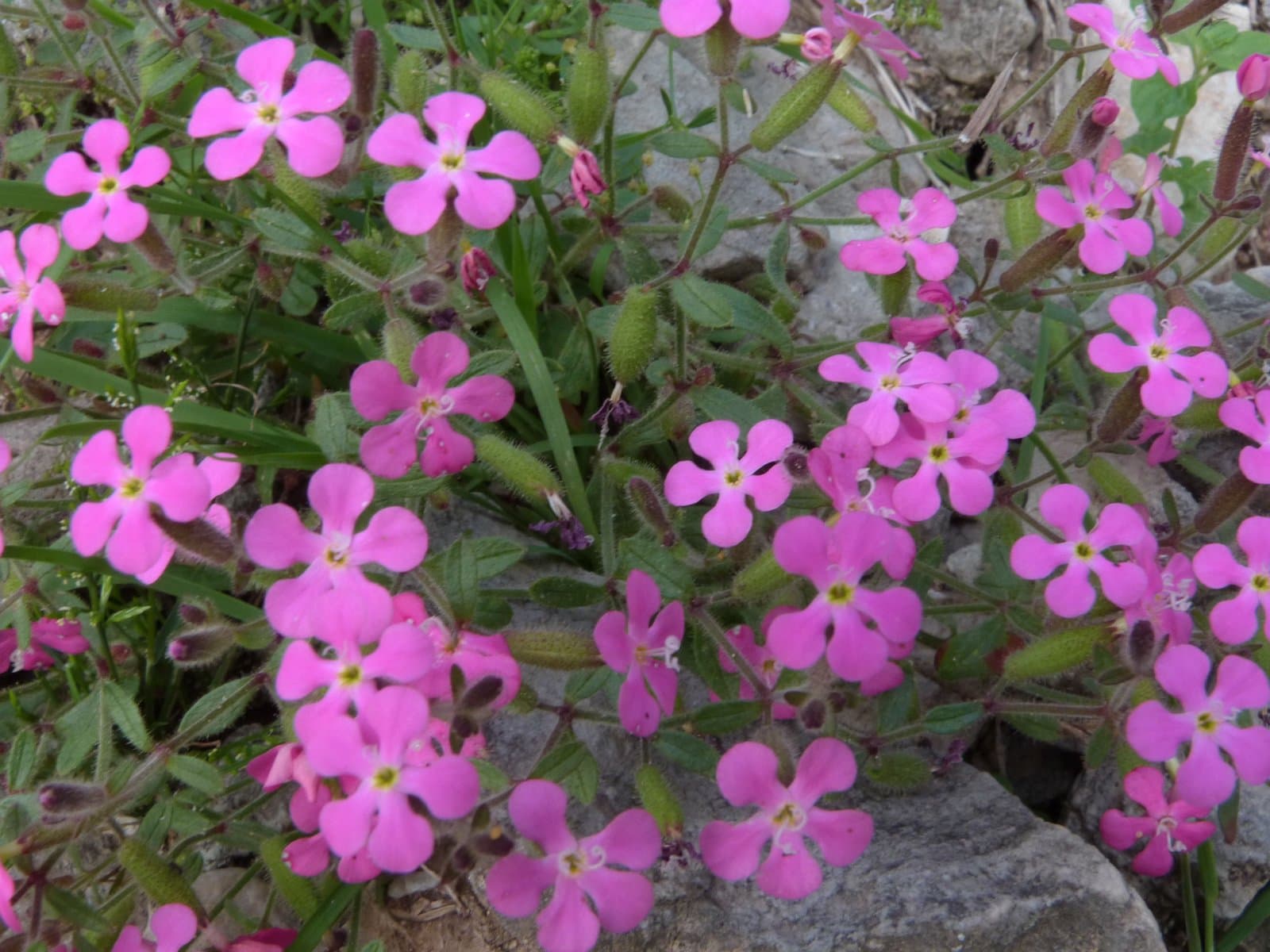 Saponaria calabrica Guss.