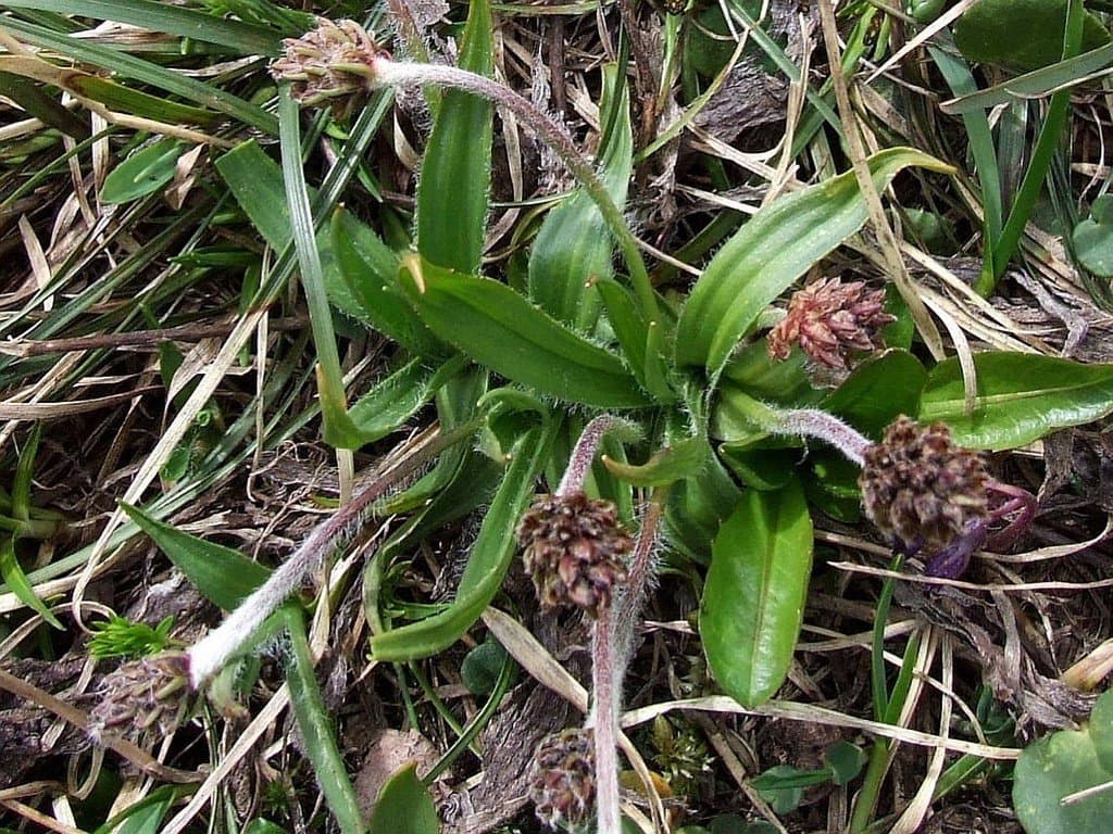Plantago atrata Hoppe