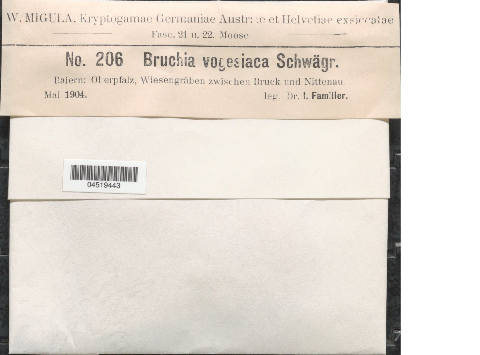 Bruchia vogesiaca Nestl. ex Schwägr.
