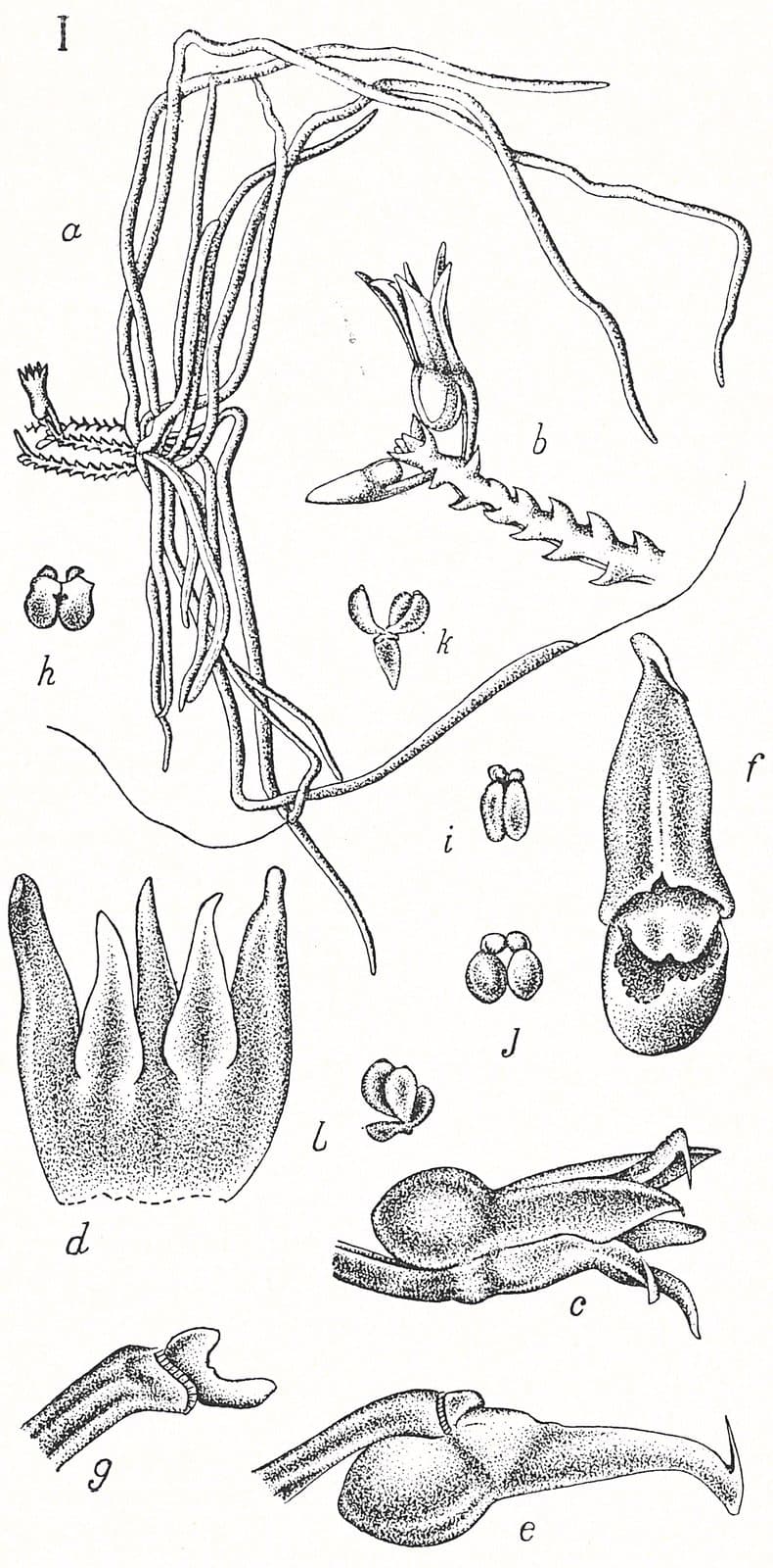 Taeniophyllum aurantiacum J.J.Sm.
