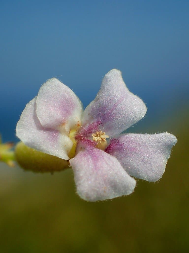 Helicteres angustifolia L.