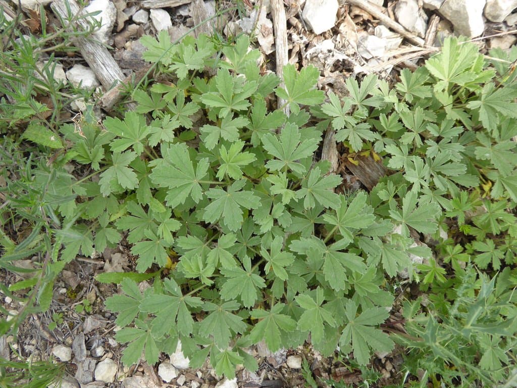 Potentilla cinerea Chaix ex Vill.